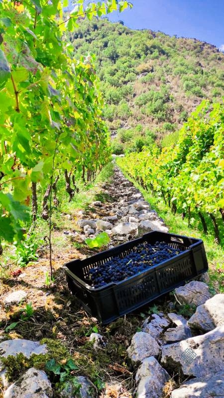 Bar, Crmnica, kuća sa vinogradom 